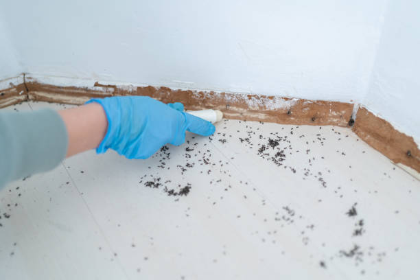 Reliable Miamisburg, OH Pest control Solutions